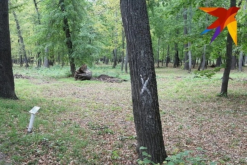 Мера позволит избежать летних лесных пожаров.