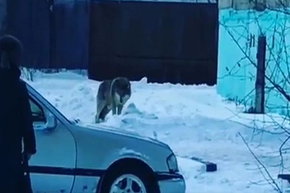 Сообщение о стае волков в Татарском районе - фейк.