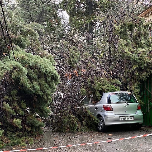 В Сочи на припаркованные автомобили упало дерево. Фото: ЧП Сочи