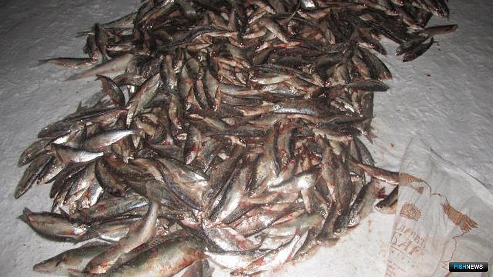 Fishnews