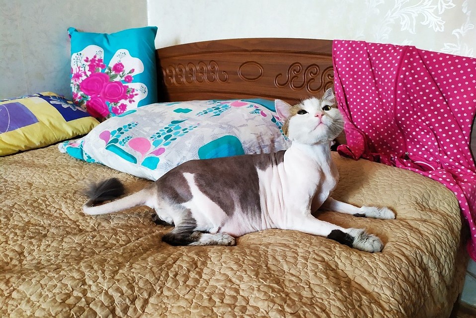 Кот спас жизнь не только хозяйки, но и ее соседей. Фото: Эвелина Корниенко, vk.com.