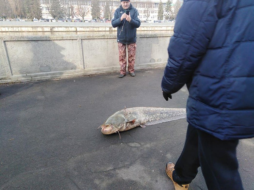 Сом, пойманный из Преголи