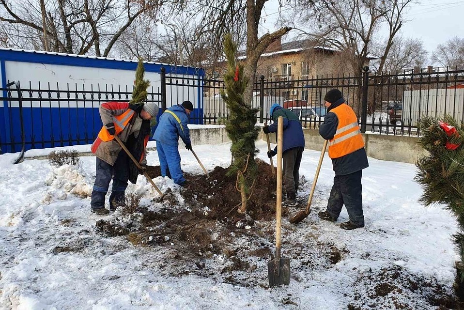 Сосны сажают вдоль улицы Таращанцев. Фото: мэрия