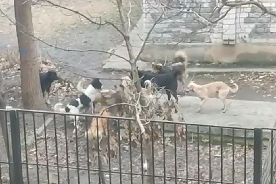 Стоп кадр из видео в соцсетях