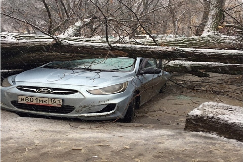 В Ростове упавшее дерево раздавило пять машин. Фото: соц. сети.