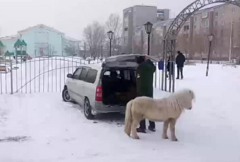 Дрессированный пони сам прыгает в минивэн Фото: стопкадр с видео