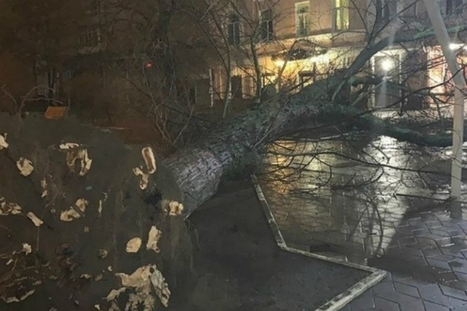 В Ростове упало дерево. Фото: соцсети