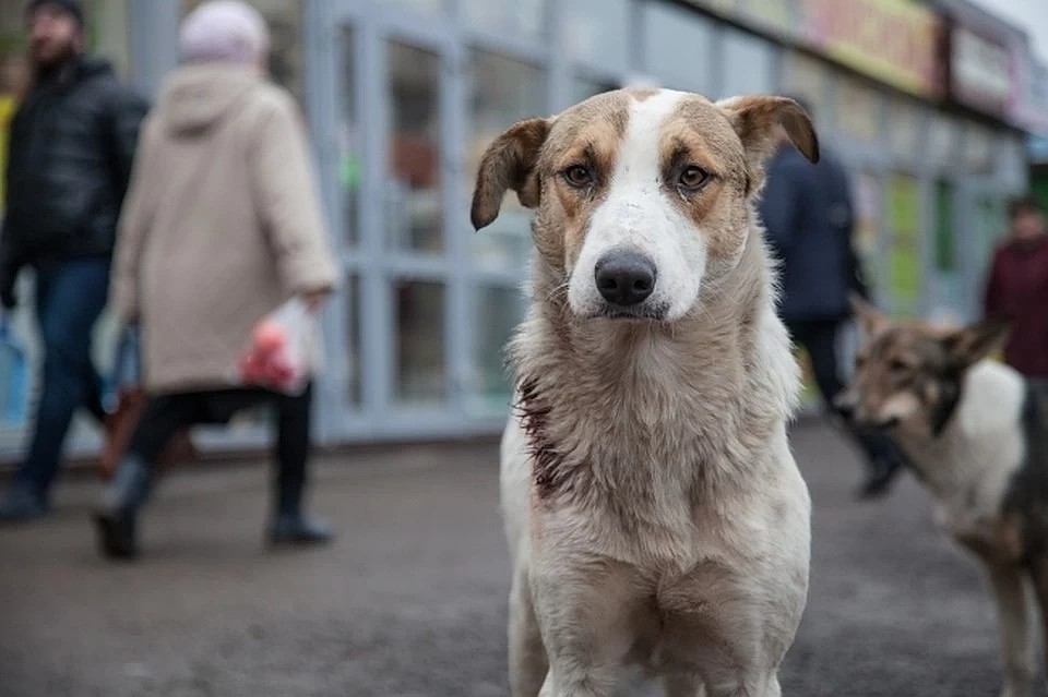 Более 8 миллионов рублей выделят на помощь бездомным животным Кемерова