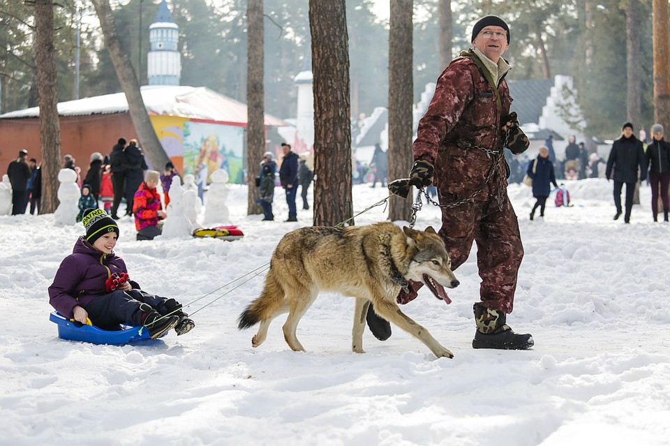 Животное выглядело мирно, но сколько волка не корми...