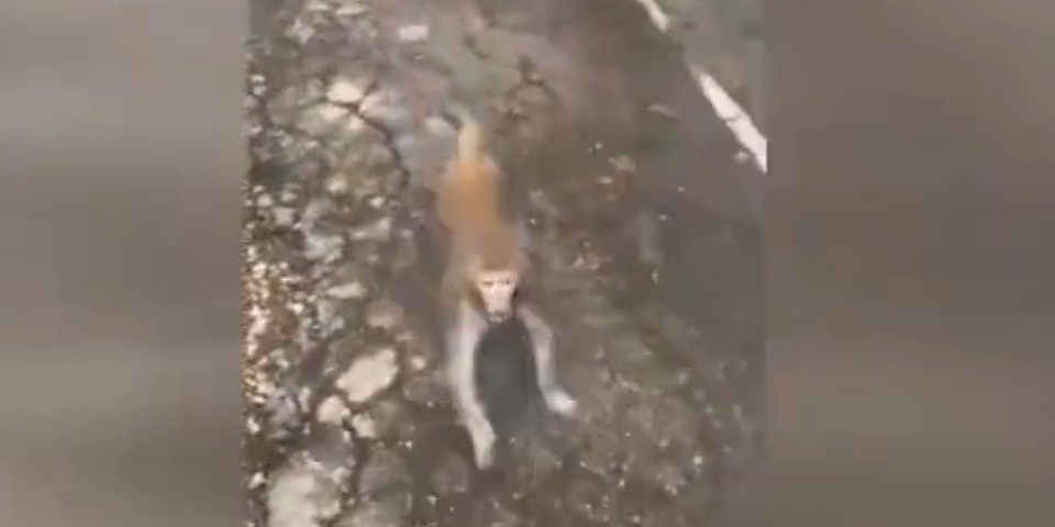 Спасатели поймали агрессивное животное