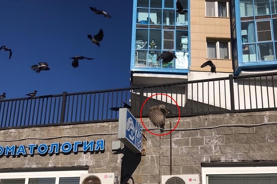 В Петербурге спасли сову от разъяренной стаи ворон. Фото: vk.com/seirenru