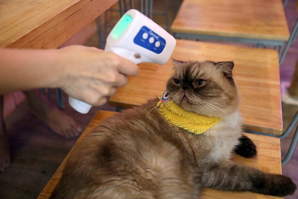 В единичных случаях кошки могут стать жертвами коронавируса