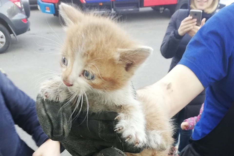 Котенку повезло дважды - его и спасли, и приютили! Фото: МЧС.