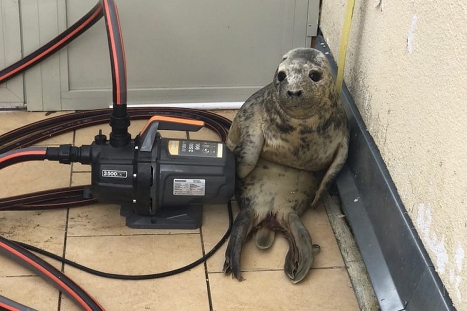 Побег милого тюлененка породил множество мемов в соцсетях. Фото: vk.com/sealrescue