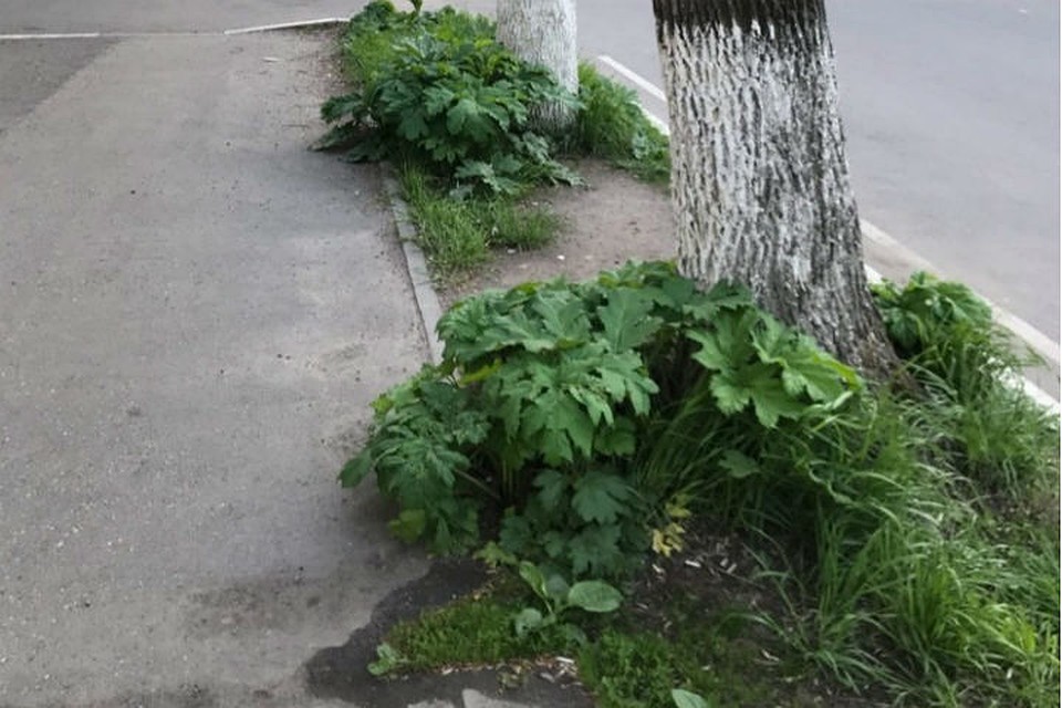 Борщевик добрался до проспекта Ленина. ФОТО: группа "Жесть Ярославль" ВКонтакте