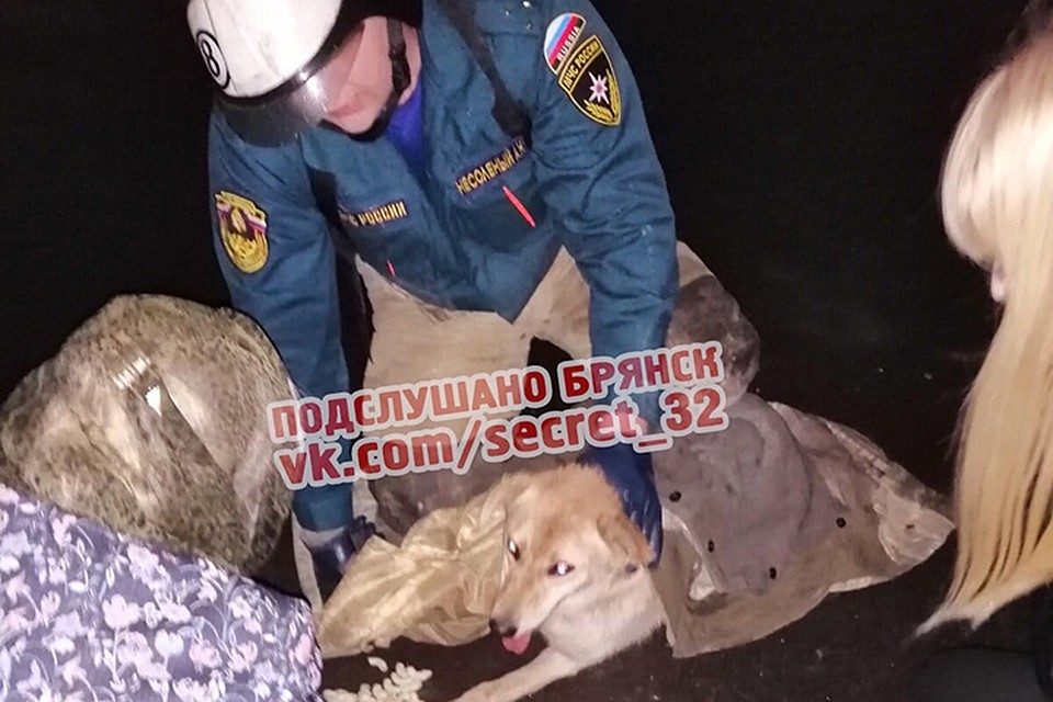 Фото: "Подслушано Брянск".