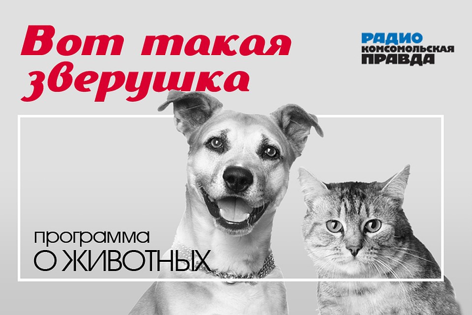 Обсуждаем всё, что касается животных