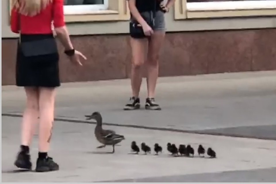 «Эвакуировали в пакете»: девушки спасли утят в центре Красноярска. Фото: стоп-кадр Светлана ИБРАГИМОВА, фейсбук.