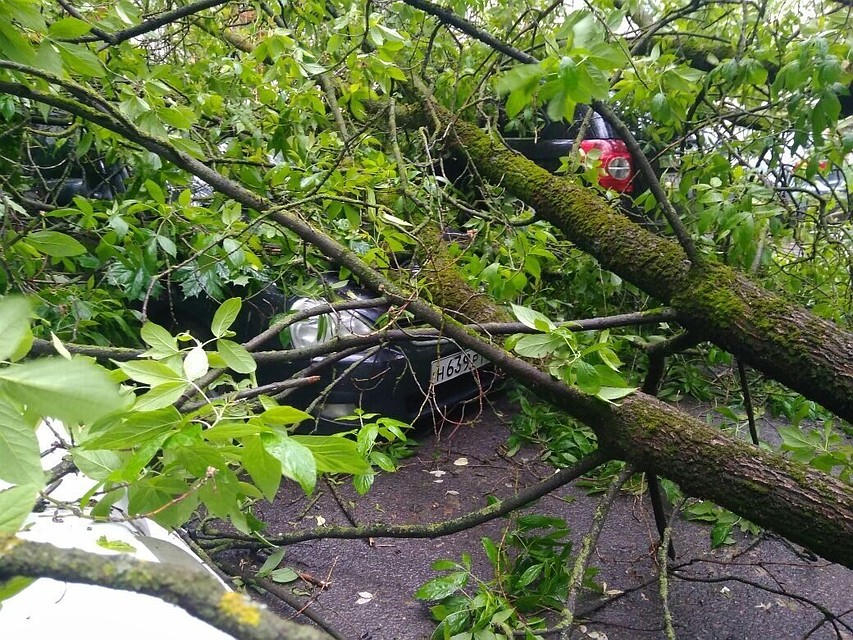 В выходные у дома №31 на улице Добровольского упавшее дерево повредило три припаркованные машины.