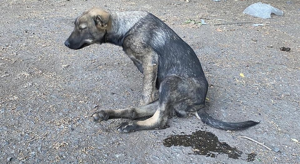 Фото: приют "Омские хвостики"
