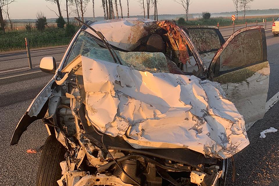 В Смоленской области с начала года произошло 77 ДТП с дикими животными. Фото: департамент по охране, контролю и регулированию использования лесного хозяйства, объектов животного мира и среды их обитания.