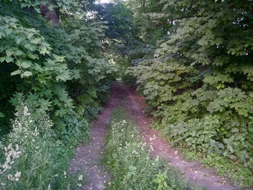 Чаще всего клещи нападают на людей в лесах, лесопарковых зонах и на дачных участках