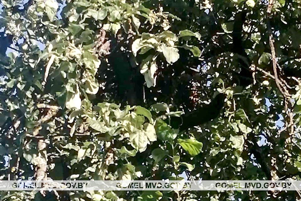 Мобильник нашли в вороньем гнезде. Фото: Гомельское УВД