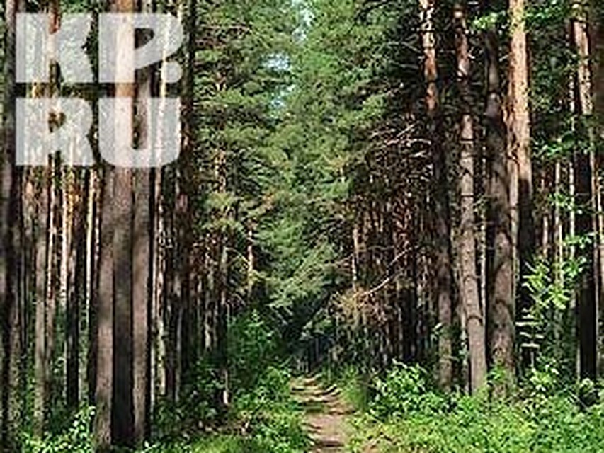 Жительница Вологодской области блуждала по лесу пять дней.