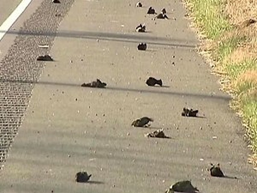 Орнитологи Юты еще не видели несчастья такого масштаба
