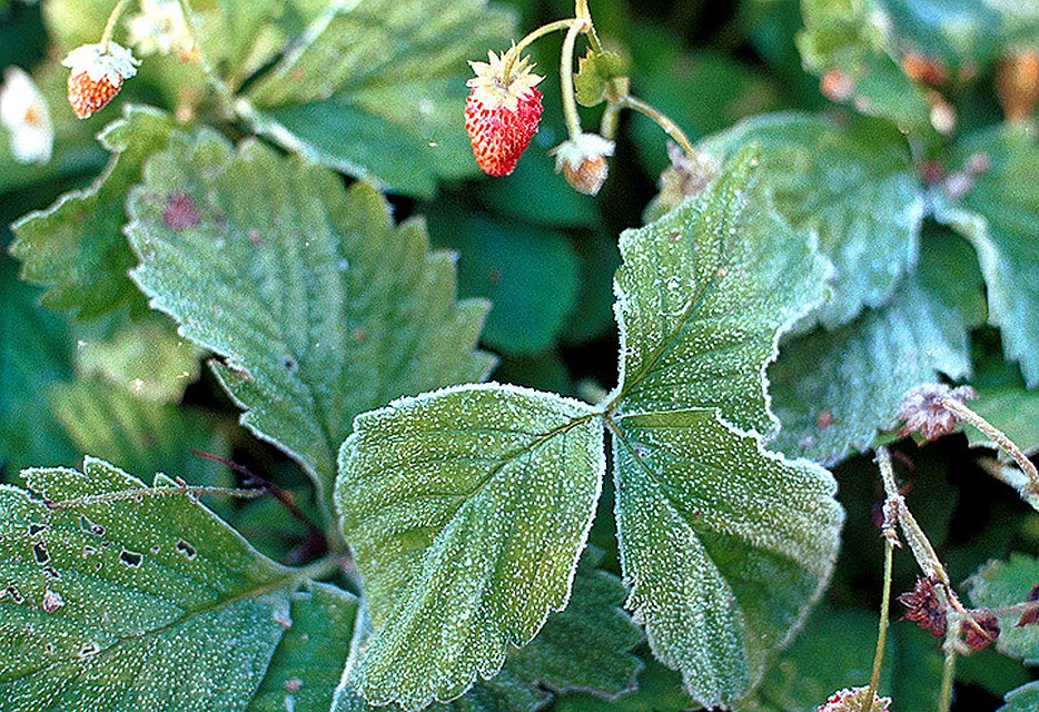 � ����������� �� ������ ������������ ������� ���������� ����� ���������� �� �2 ��������. ���� ������ ��������� (����-����)