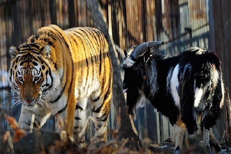 Фото: Юрий СМИТЮК/ТАСС