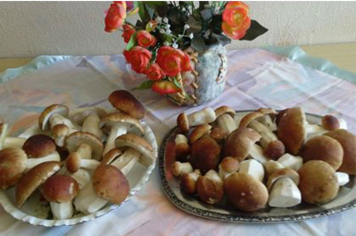 В ярославских лесах пошли первые белые грибы. Фото: Светлана Потапова.