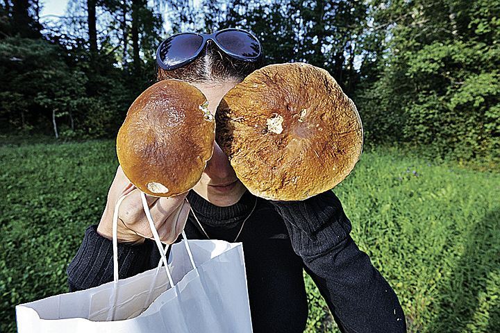 Сезон грибов в Ленобласти уже открыт