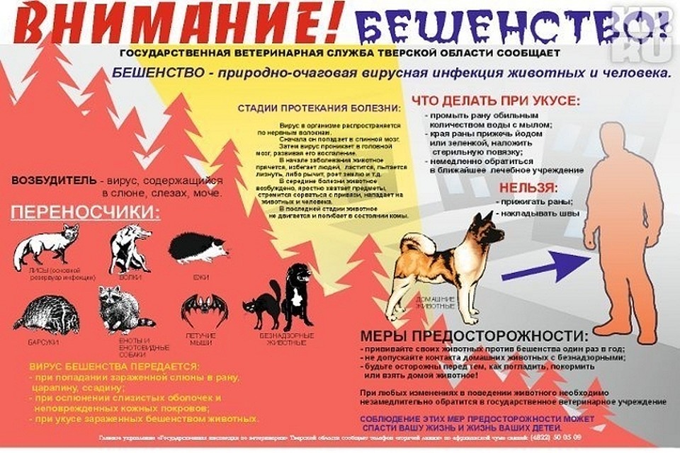 Берегитесь бешенства Фото: Ветеринарная инспекция