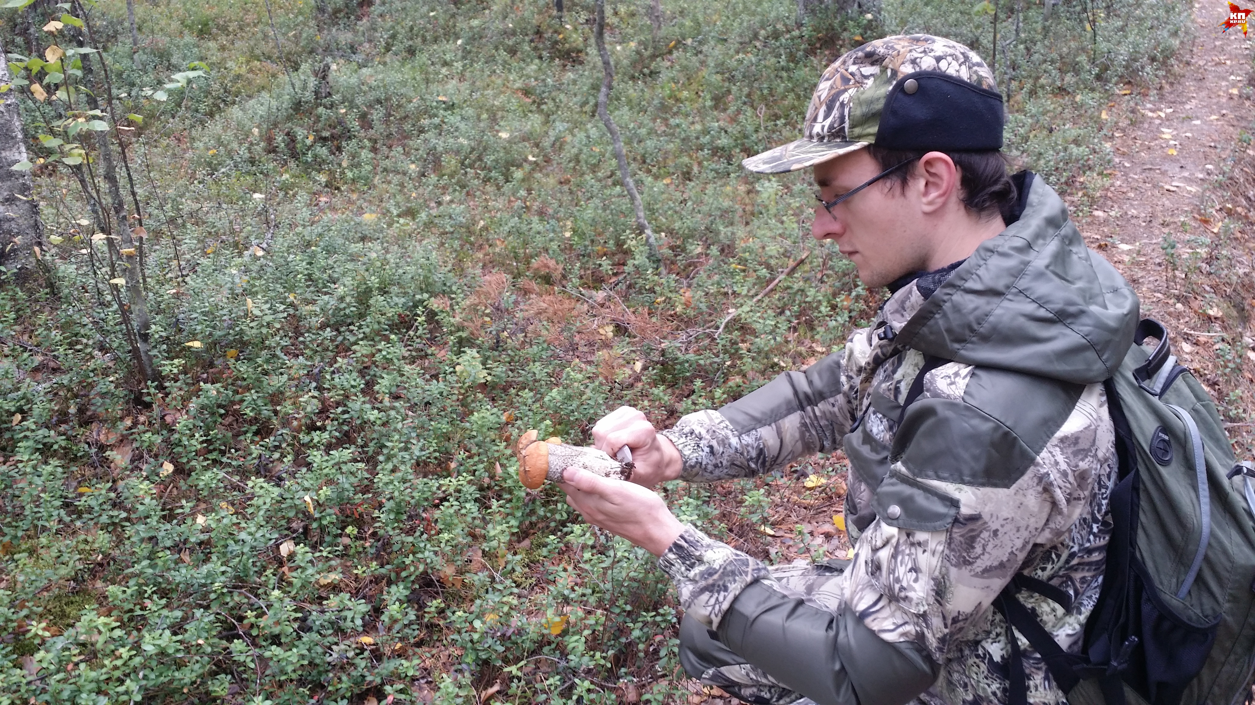 Собирать грибы - это особое удовольствие. Особенно, когда их много.