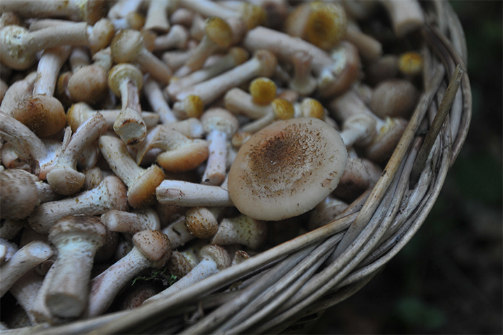 На ближайших выходных еще можно отправиться в лес!