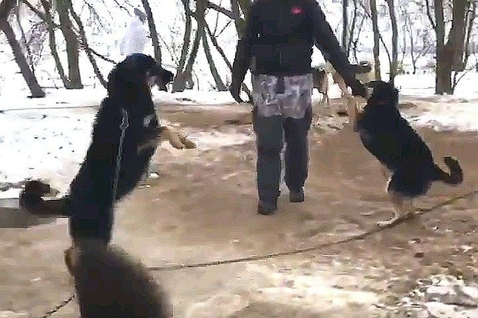 В соцсетях грянул скандал. То, в каких условиях держат красавиц-хаски, возмутило очень многих