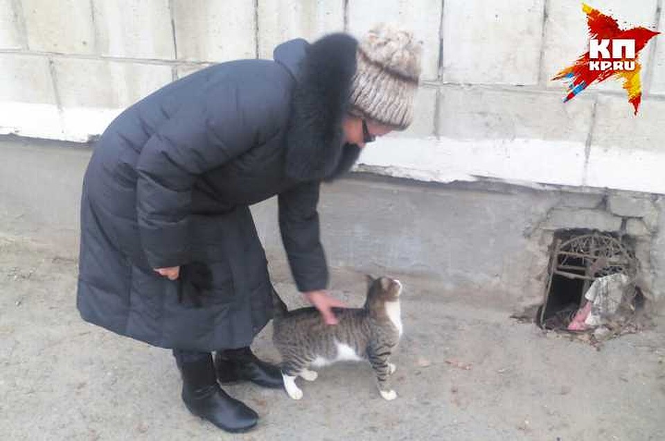 Пока одни не знают, как избавиться от надоедливых кошек, другие всячески стараются проявить заботу.