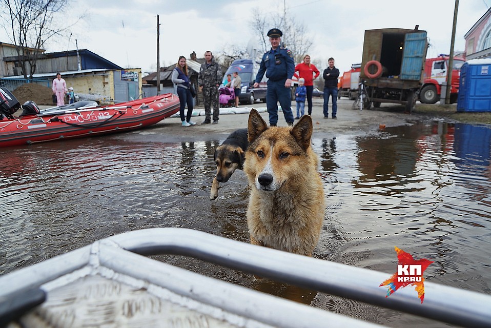Весенний паводок. Пес по кличке Рыжий просится на другой берег, где стоит его дом, затопленный во время разлива рек Ницца и Ирбит. Фото: Алексей БУЛАТОВ