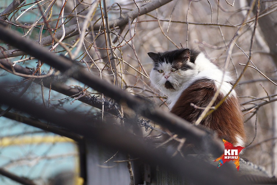 Уральские мартовские коты не менее суровы, чем уральские воробушки Фото: Алексей БУЛАТОВ