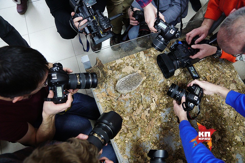 Звезда в шоке. Фотографы снимают ежиху Пуговку после ее традиционного предсказания погоды на весну-2016 Фото: Алексей БУЛАТОВ