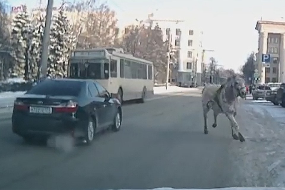 Что же так взбудоражило копытное остается загадкой.