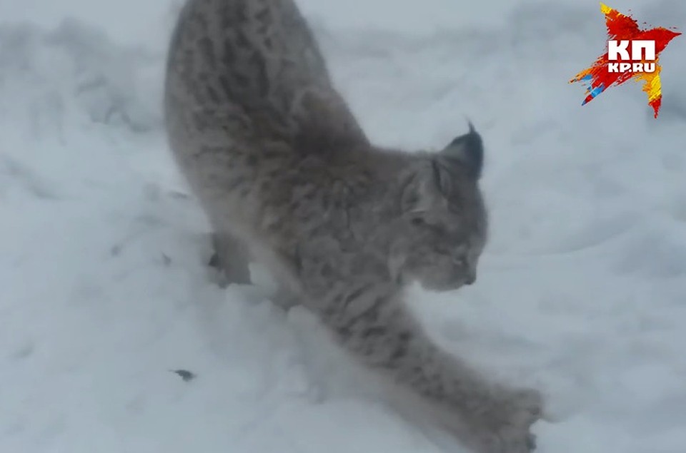 В Можге жители сняли на видео дикую рысь во дворе жилого дома