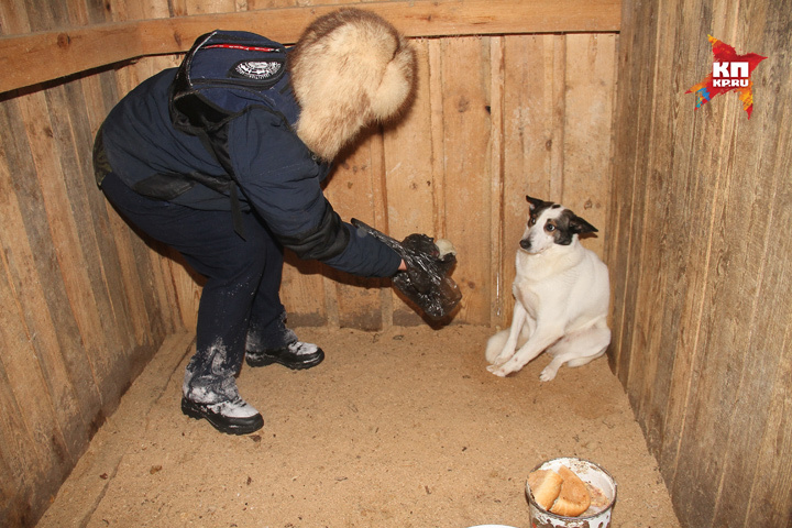 Собачий концлагерь в Семеновском районе организовала нижегородка. Фото: Игнат РОМАНОВ