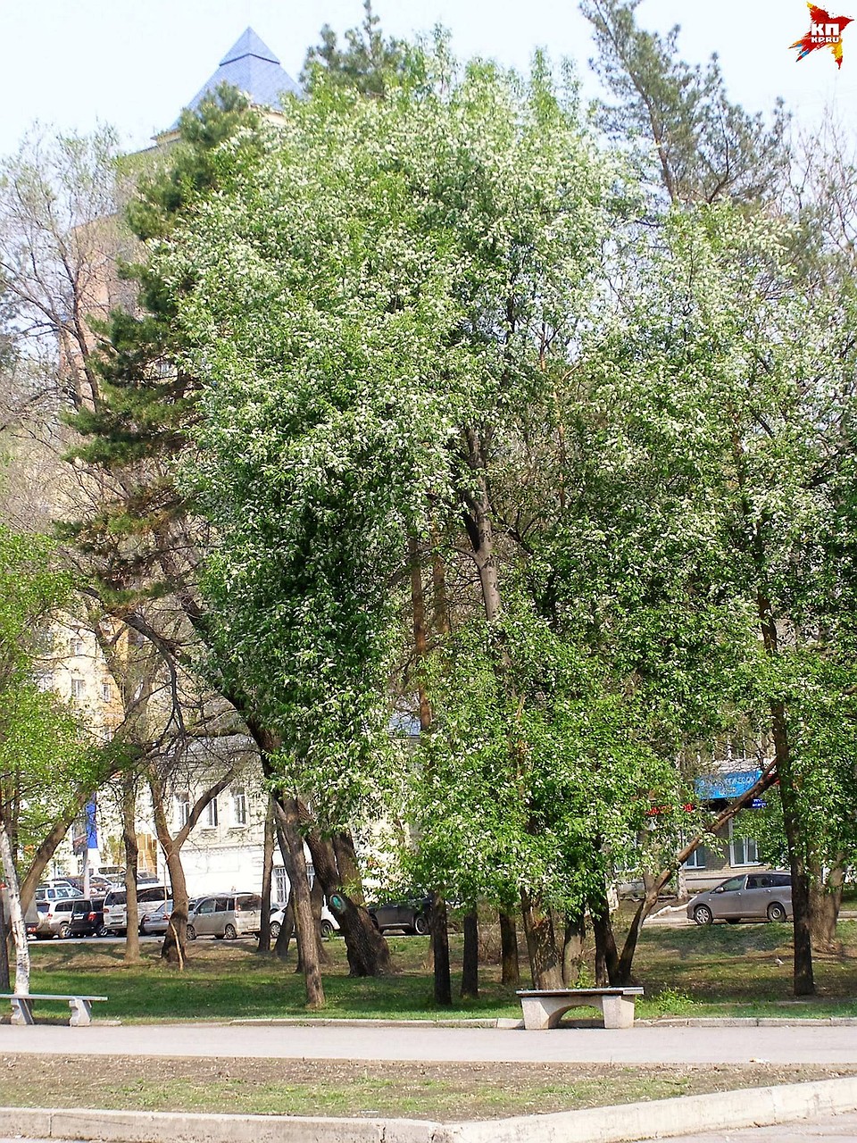 Уссурийский бульвар Фото: Надежда ВЫХОДЦЕВА