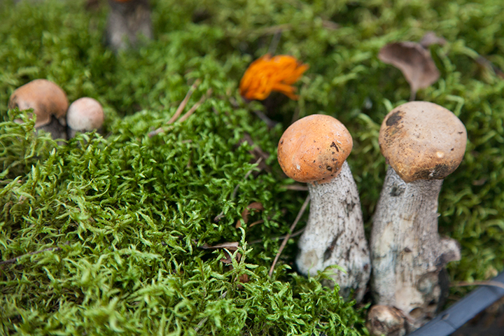 Первые грибы пошли на севере – в Даниловском и Любимском районах. Фото: Елена ВАХРУШЕВА