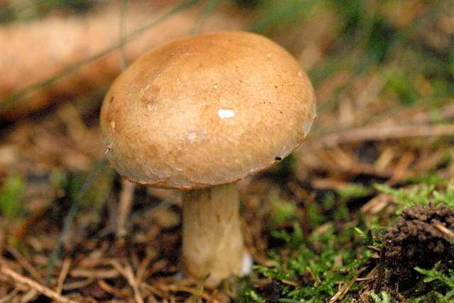 Паутинник ФОТО: Википедия 