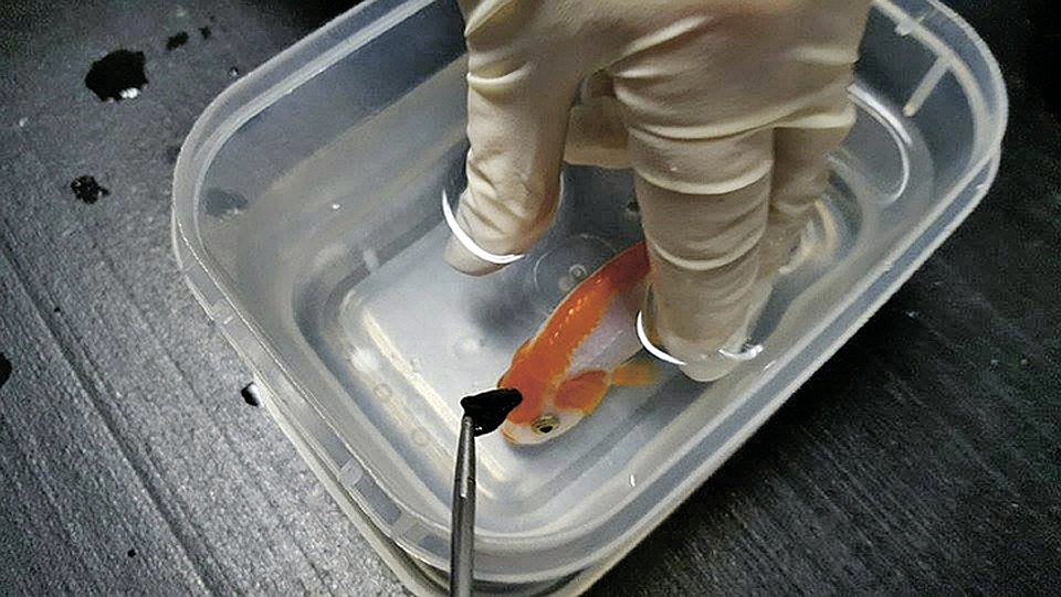 ...и нежно вытащили проглоченную гальку. Рыбка спасена! Фото: Brisbane Bird and Exotics Veterinary Services в Фейсбуке