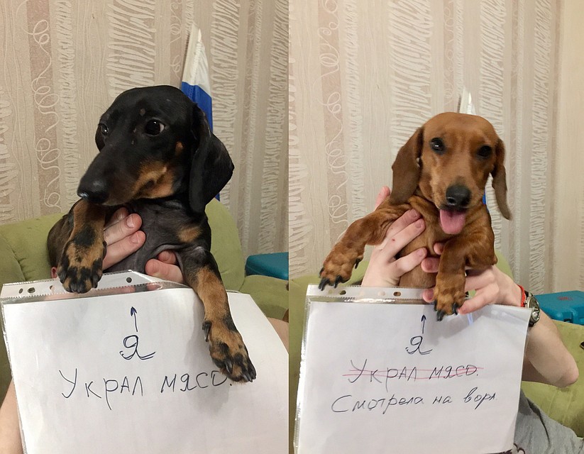 Бисмарк отлично влился в новую семью. фото: предоставлено Алексеем Докукиным.