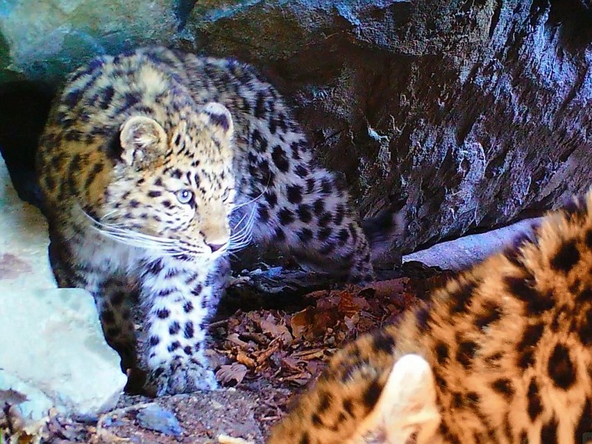 Отцом двух маленьких леопардов самки Leo 4F Бэри может быть самец Leo 12M по имени Тайфун. Фото предоставлено ФГБУ "Земля леопарда"